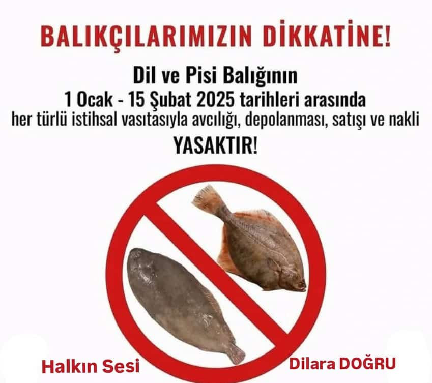 Dil ve Pisi Balığı Avcılığına Geçici Yasak