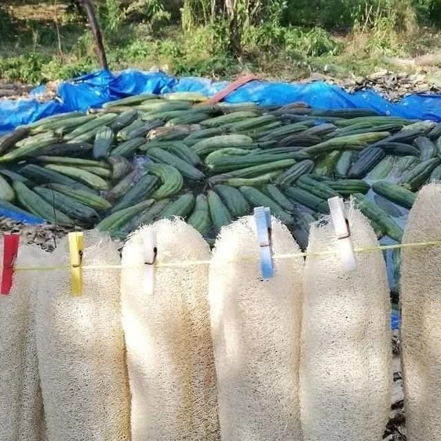 Lif Kabağı Defne Aknehir'de Doğal Banyo Süngeri