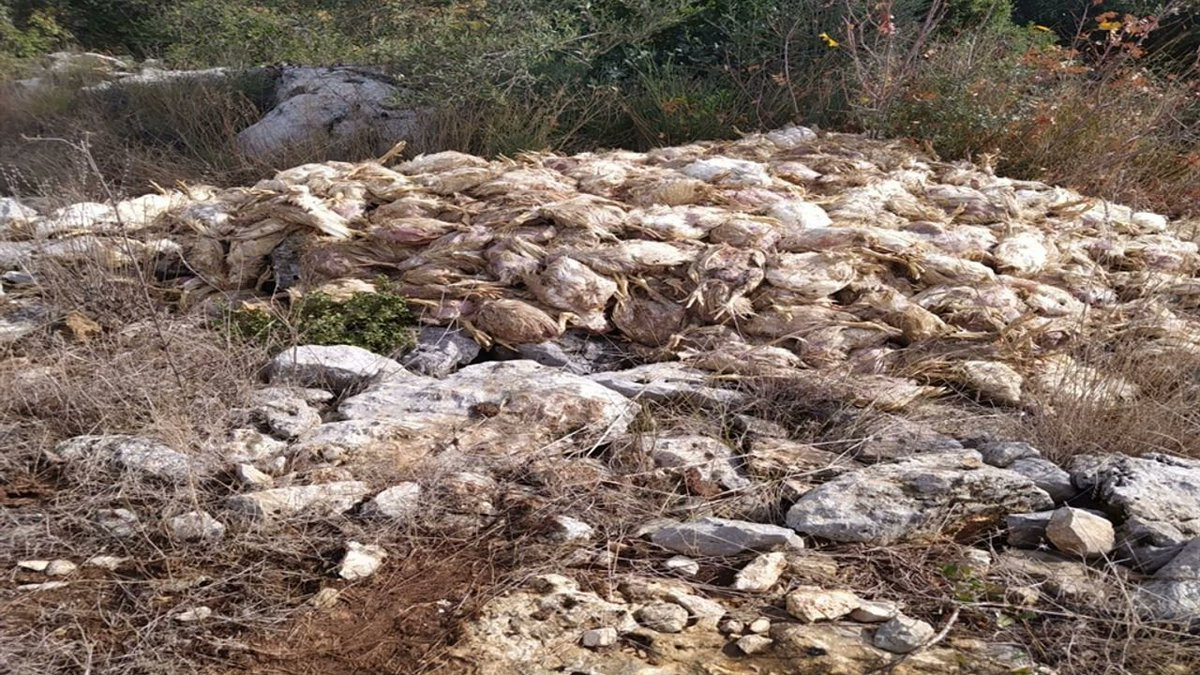 Mersin Tarsus’ta Şok Olay: Boş Arazide Yüzlerce Ölü Tavuk Bulundu