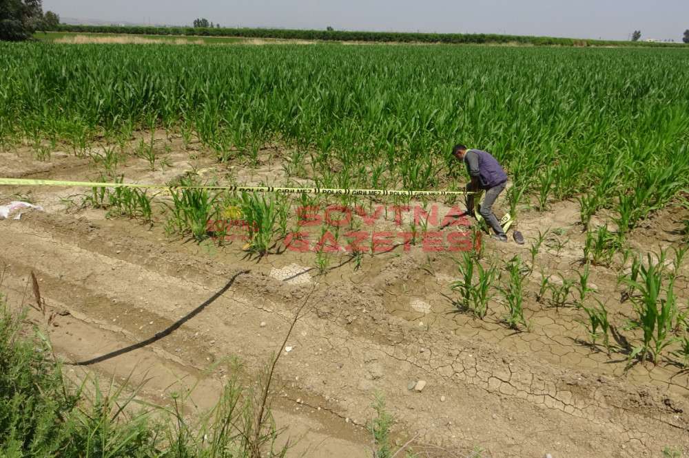 MISIR TARLASINDAKİ &Ccedil;ALILAR ARASINDA &Ccedil;IPLAK HALDE CESEDİ BULUNDU 
